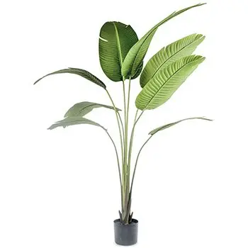 A54200036 GREENERY (ASH)