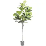 A54200039 GREENERY (ASH)